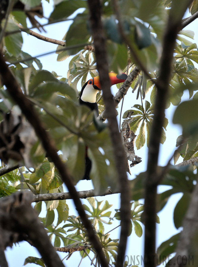 Ramphastos toco albogularis [300 mm, 1/125 Sek. bei f / 7.1, ISO 500]